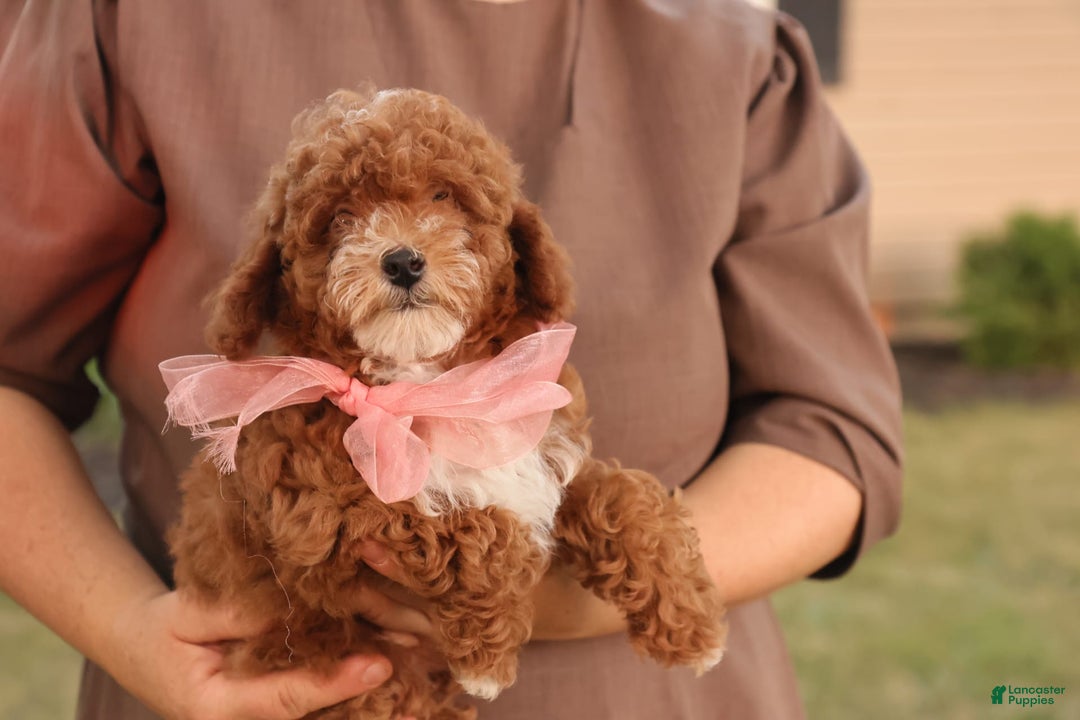 Toy Poodle dogs for sale: Skittles - Ad 10