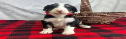 Bernedoodle dogs for sale: Ivanhoe - Ad 3