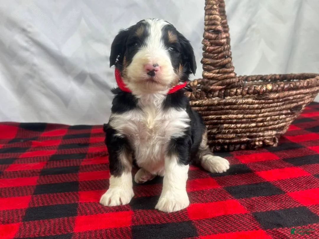 Bernedoodle dogs for sale: Ivanhoe - Ad 3