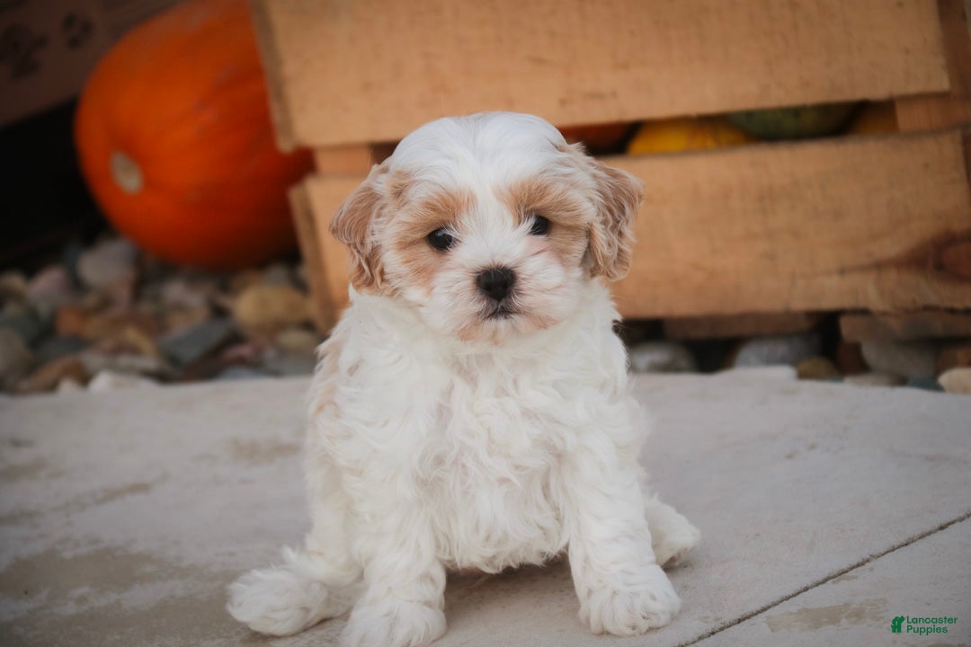 Shihpoo dogs for sale: Marian Shihpoo  - Ad 1