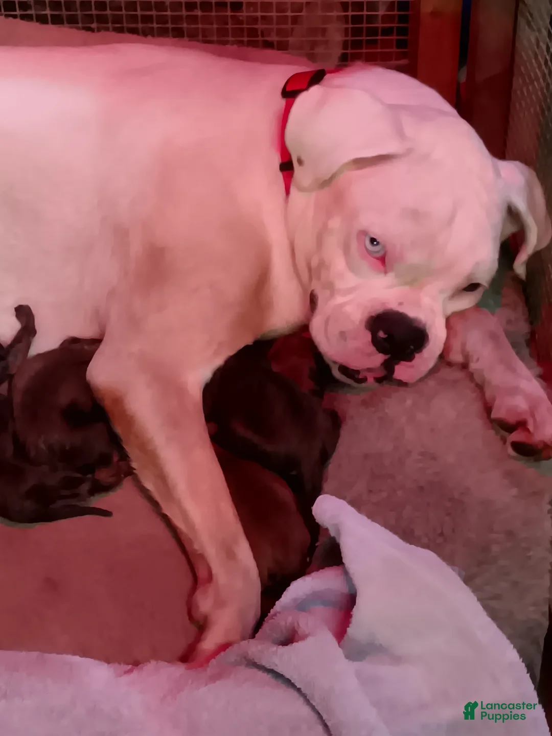 Mixed Breed dogs for sale: Mixed Breed 5 - Ad 2