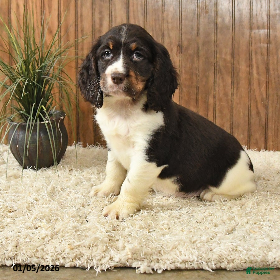 English Springer Spaniel dogs Firelight - Ad 2