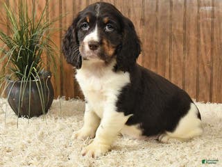 English Springer Spaniel dogs Firelight - Ad 1