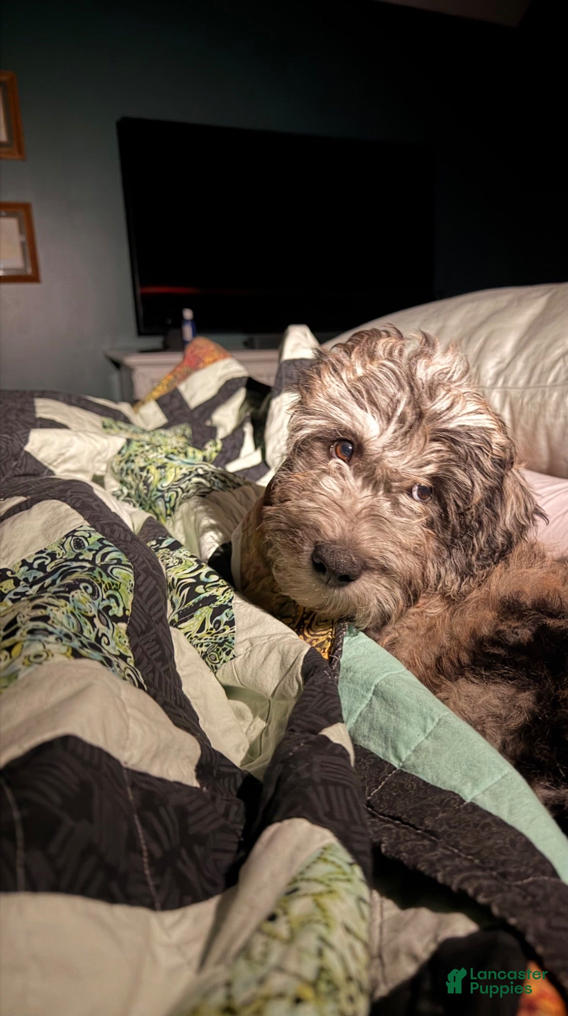 Double Doodle dogs Double Doodle 1 - Ad 7