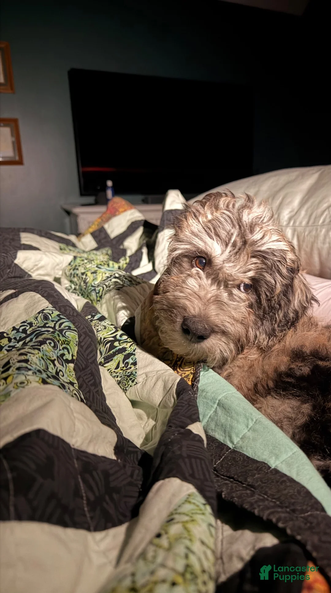Double Doodle dogs for sale: Double Doodle 1 - Ad 1
