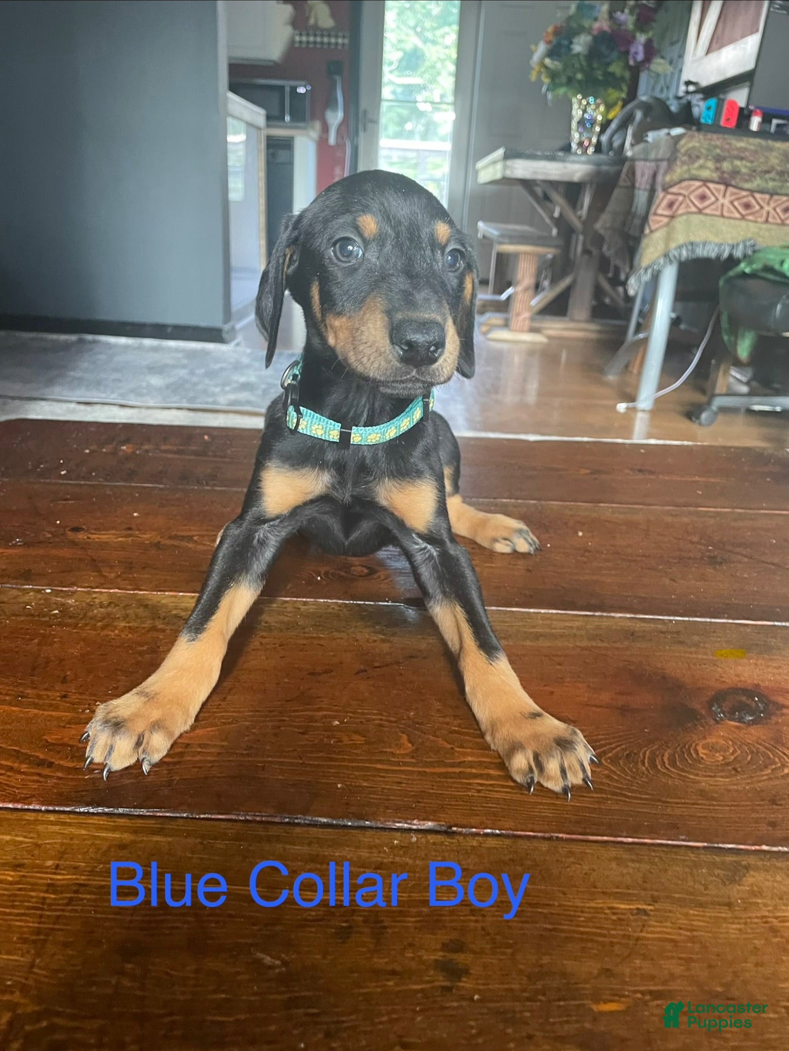 Doberman Pinscher dogs Doberman Pinscher 2 - Ad 6