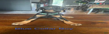 Doberman Pinscher 2