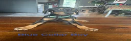 Doberman Pinscher dogs for sale: Doberman Pinscher 2 - Ad 1
