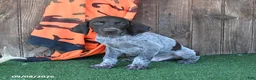 German Shorthaired Pointer dogs for sale: Ricky   - Ad 4