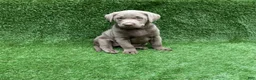 Labrador Retriever dogs for sale: Chloe - Ad 9