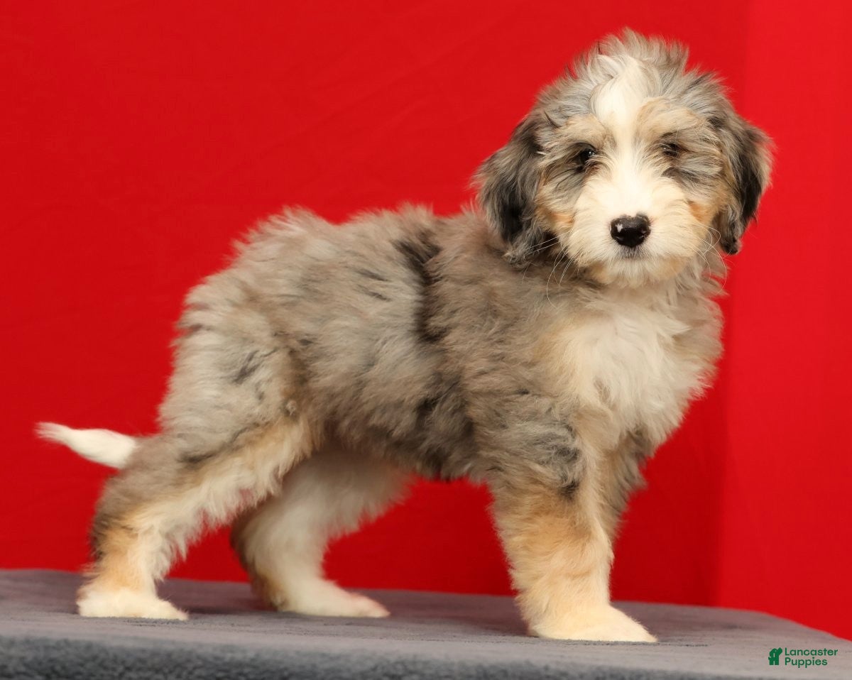 Mini Bernedoodle dogs Remi - Ad 1