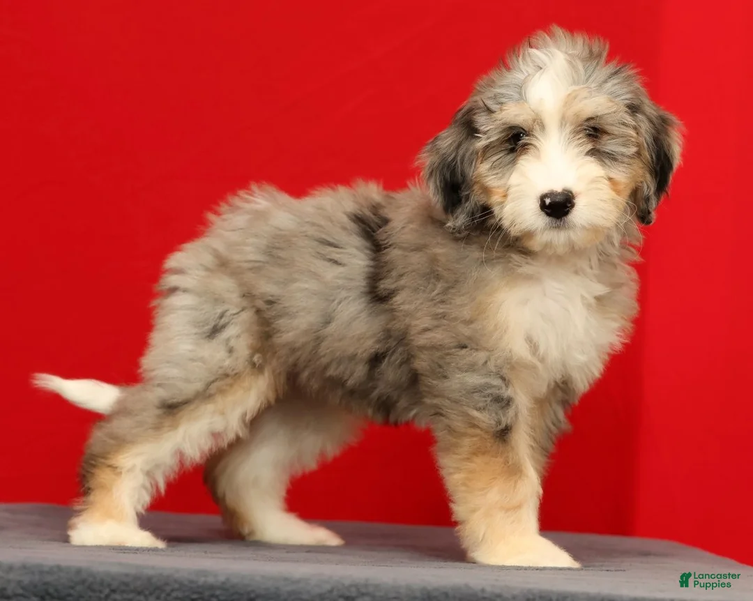 Mini Bernedoodle dogs for sale: Remi - Ad 1