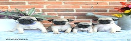 Pug dogs for sale: Goldie - Ad 23