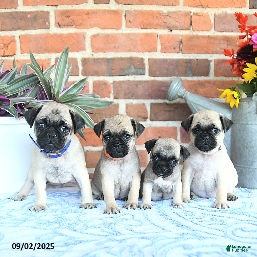 Pug dogs for sale: Goldie - Ad 23
