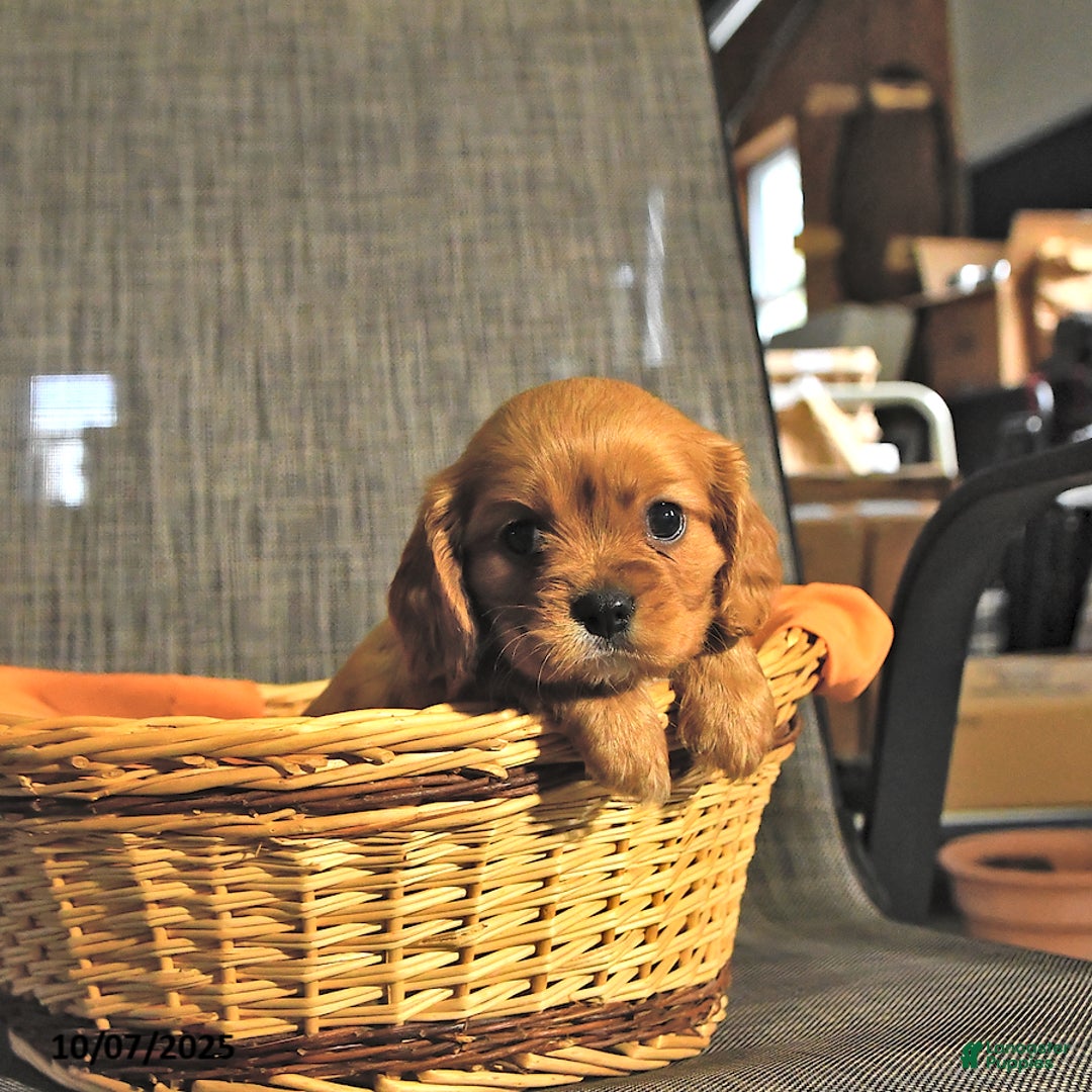 Cavalier King Charles Spaniel dogs for sale: Winston - Ad 2