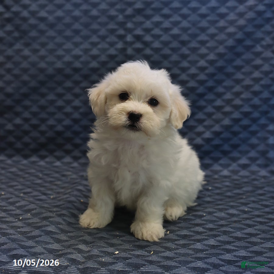 Mixed Breed dogs Toby - Ad 1
