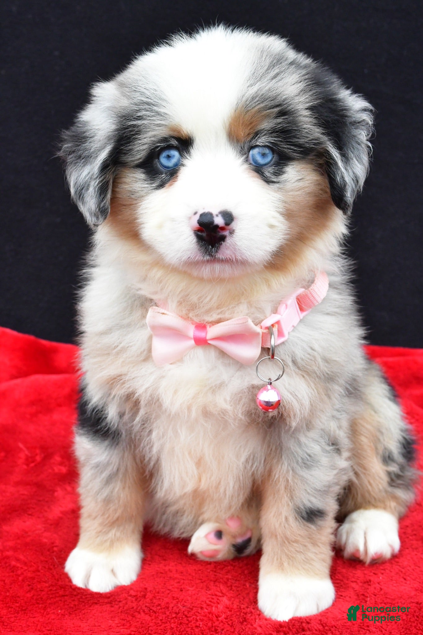 Miniature Australian Shepherd dogs Clover - Ad 1