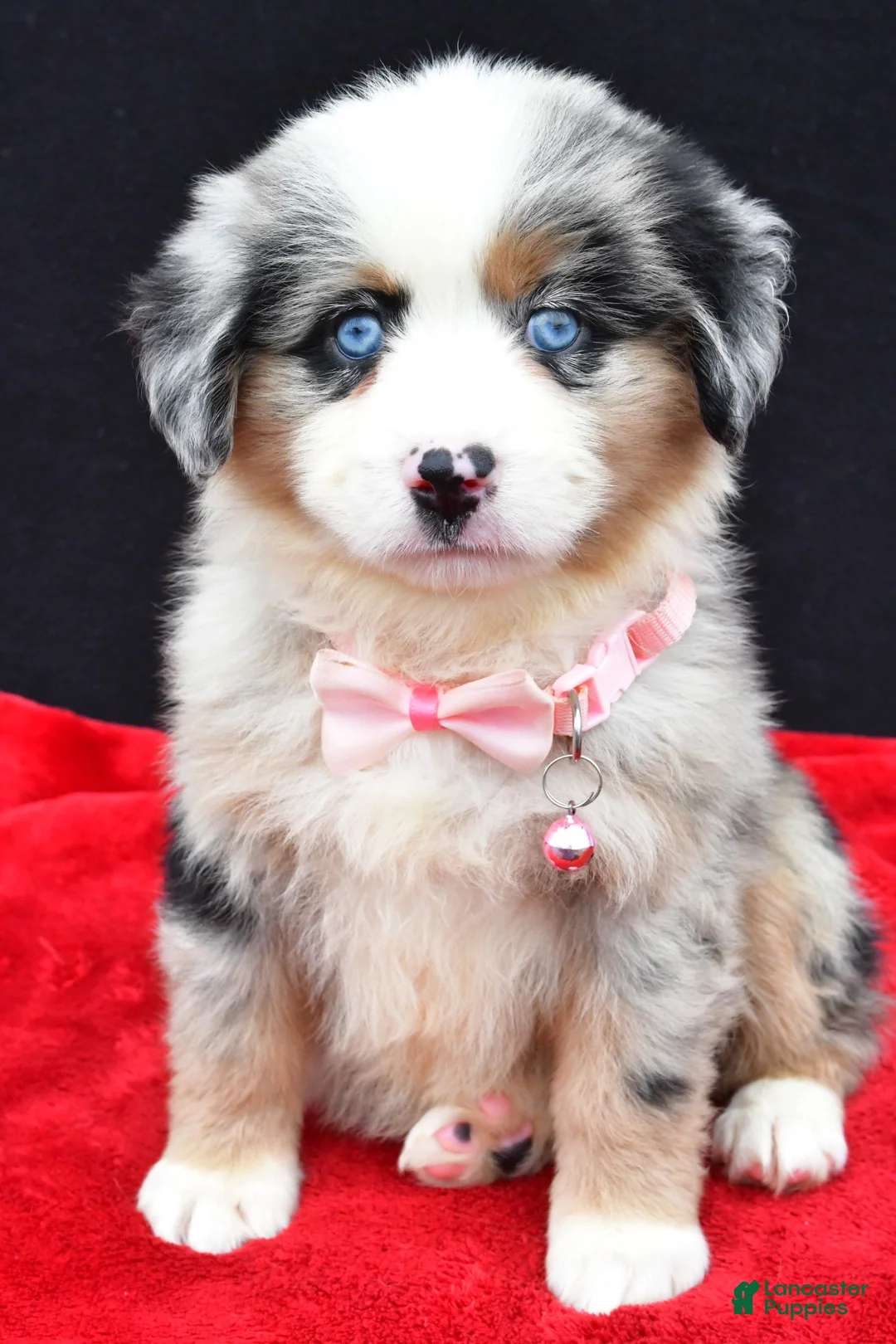 Miniature Australian Shepherd dogs for sale: Clover - Ad 1