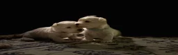 Maltipoo dogs for sale:  Poppy - Ad 3