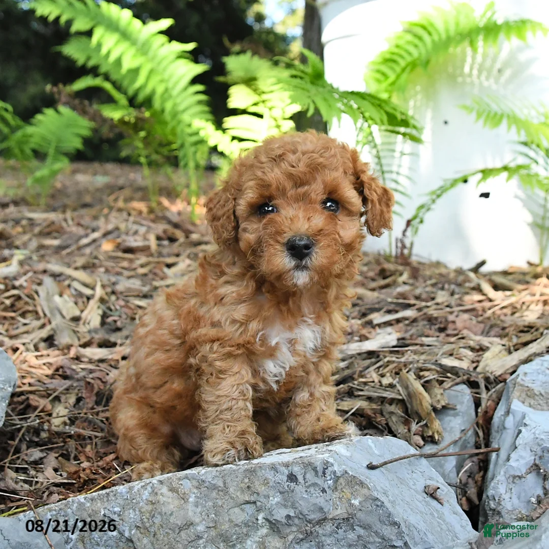 Havapoo dogs for sale: Tulip - Ad 2