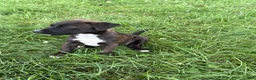 Mixed Breed dogs for sale: Chicky nug  - Ad 1