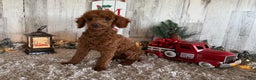 Toy Poodle dogs for sale: Penny - Ad 2