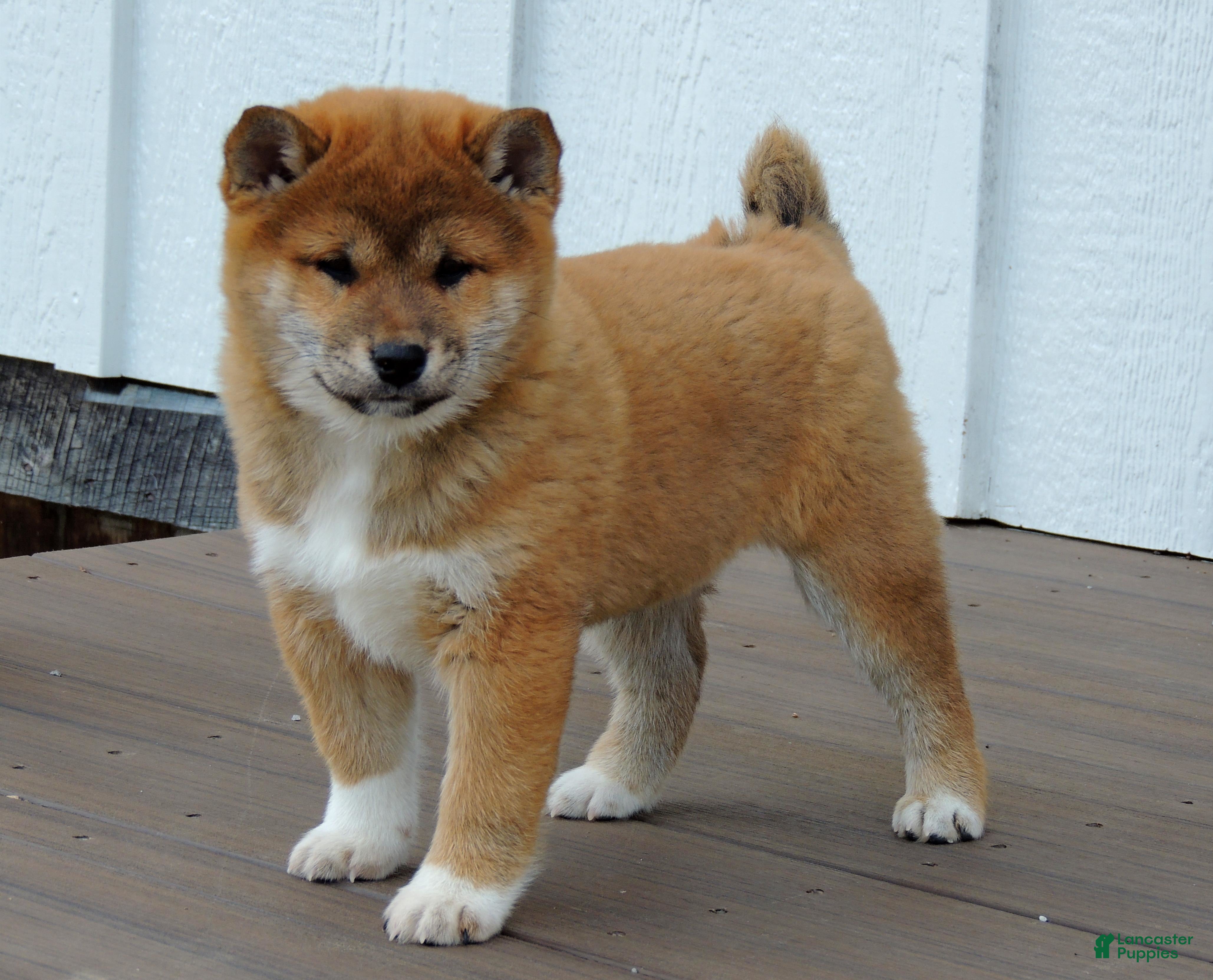 Shiba Inu dogs RYDER - Ad 2