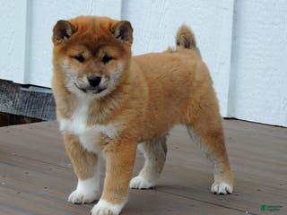 Shiba Inu dogs RYDER - Ad 8