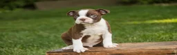 Boston Terrier dogs for sale: Brady Boston Terrier  - Ad 3