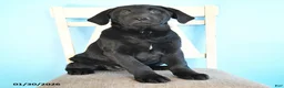 Labrador Retriever dogs for sale: Patsy - Ad 2