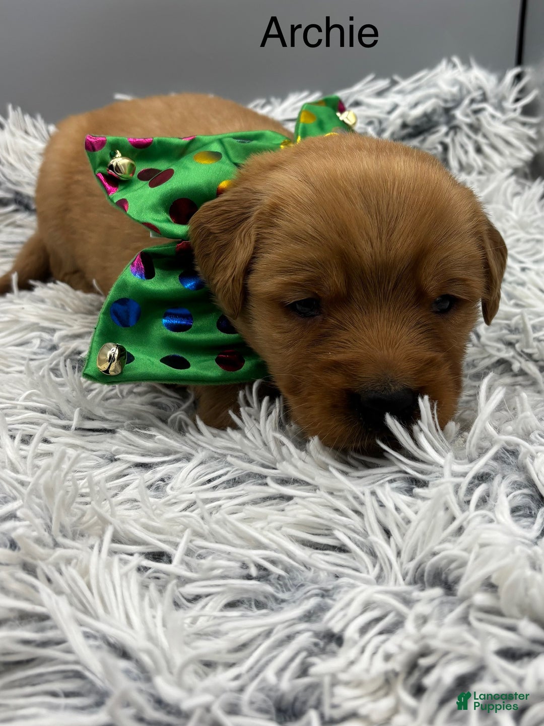 Golden Retriever dogs for sale: Archie. - Ad 4