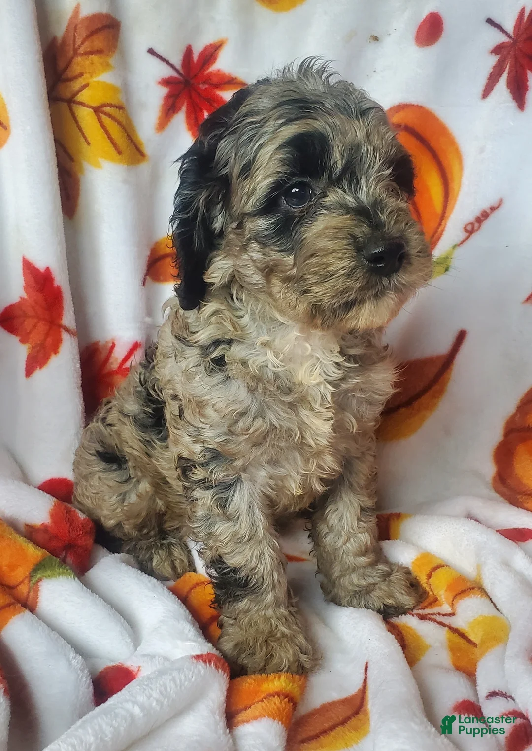 Cockapoo dogs for sale: Cookie - Ad 2
