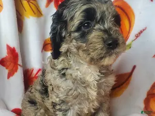 Cockapoo dogs Cookie - Ad 13