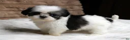 Shih Tzu dogs for sale: Lexi - Ad 1