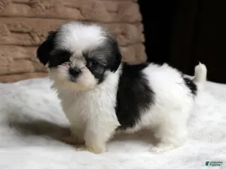 Shih Tzu dogs Lexi - Ad 9