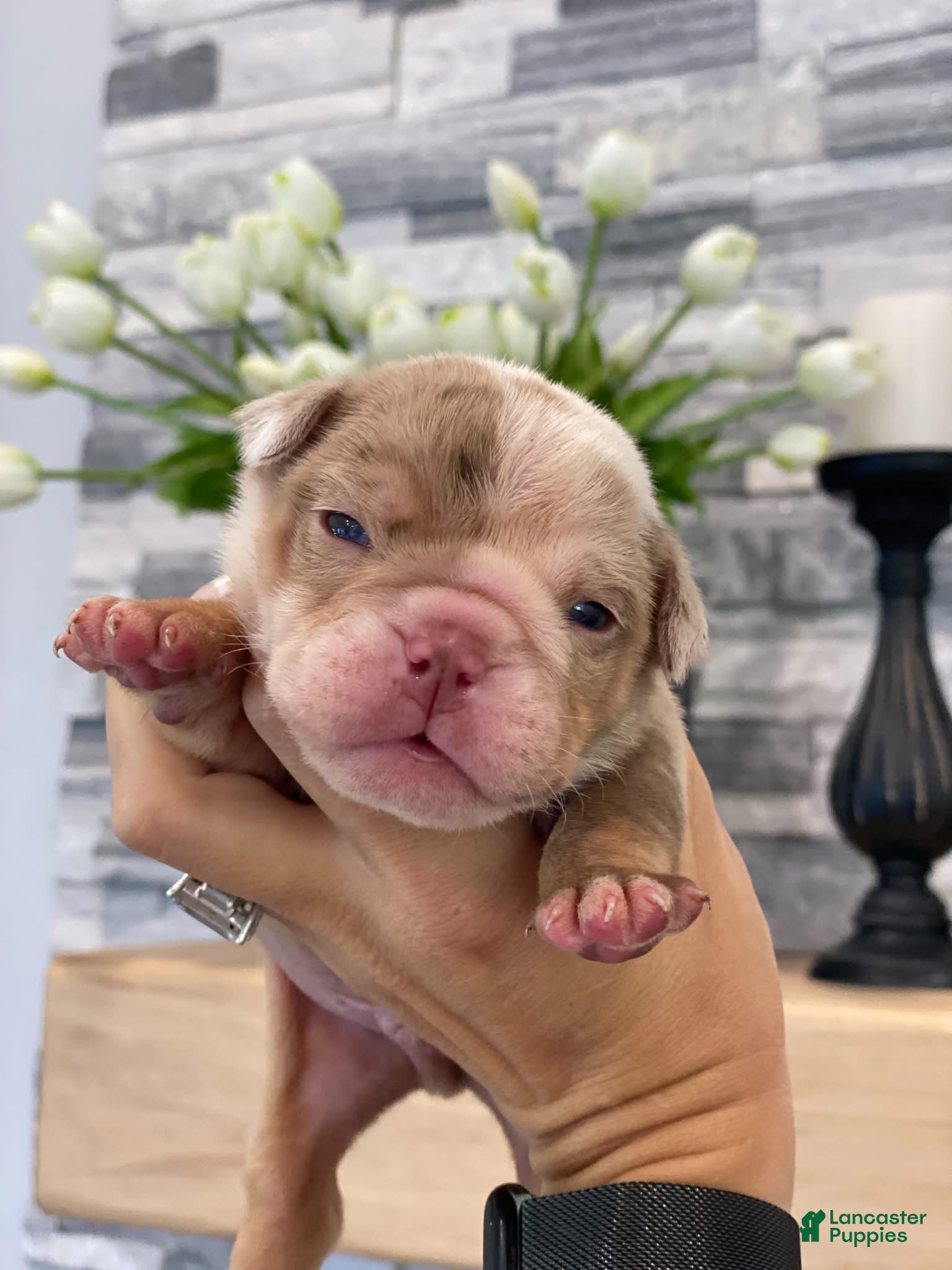English Bulldog dogs ERNEST - Ad 12