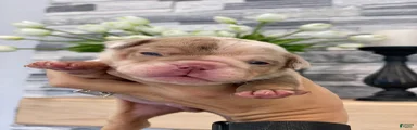 ERNEST