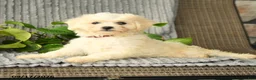Bichpoo dogs for sale: Bristol - Ad 3