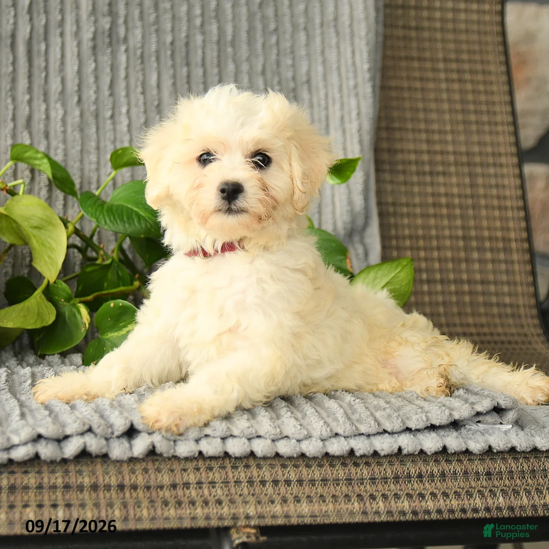Bichpoo dogs for sale: Bristol - Ad 3