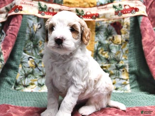 Goldendoodle dogs Sheldon - Ad 11