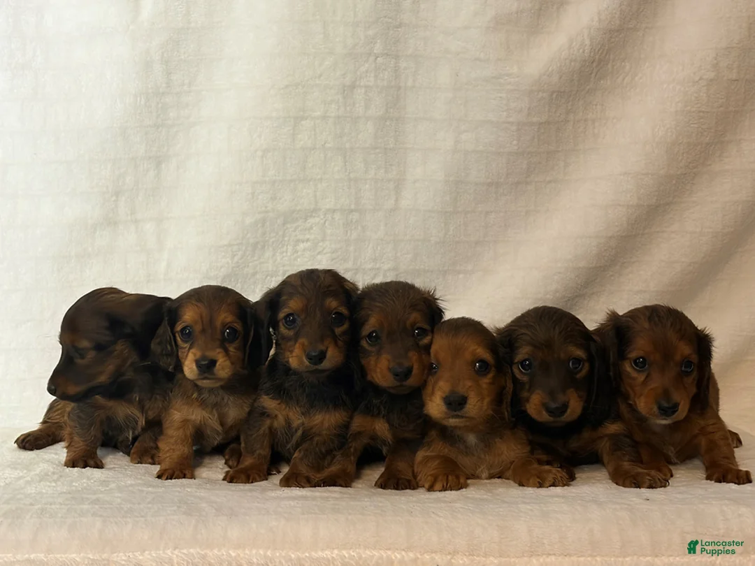 Miniature Dachshund dogs for sale: Lilac - Ad 4