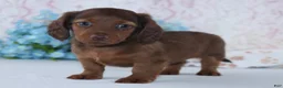 Miniature Dachshund dogs for sale: Hamilton - Ad 1