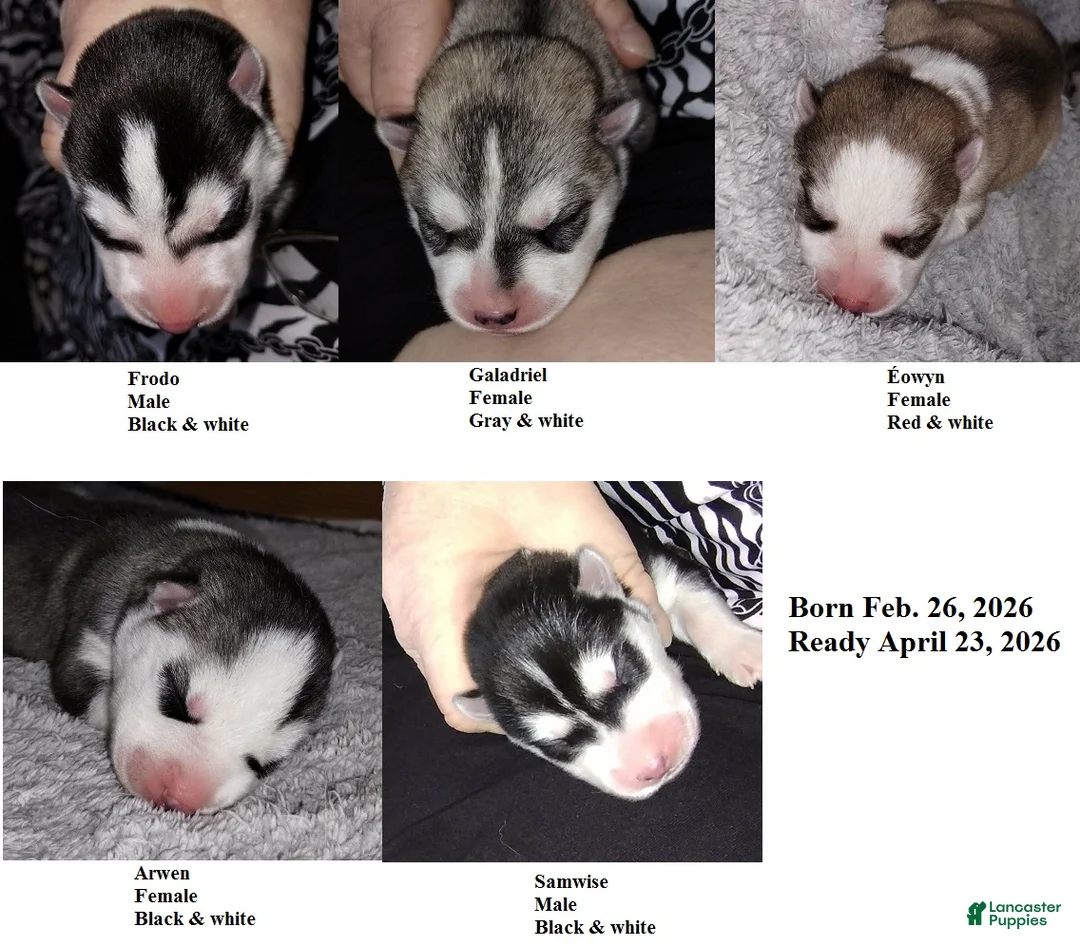 Siberian Husky dogs for sale: 3 Éowyn - Ad 4