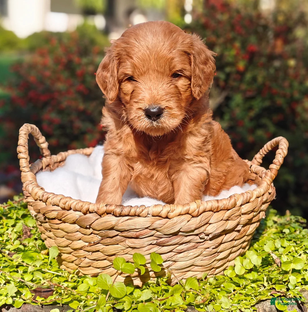 Goldendoodle dogs for sale: Rocky - Ad 1