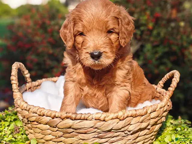 Goldendoodle dogs for sale: Rocky - Ad 1