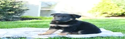 German Shepherd dogs for sale: Luey - Ad 3