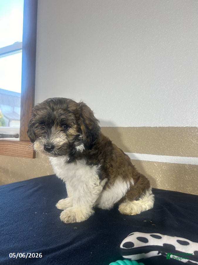 Havapoo dogs Blake - Ad 2