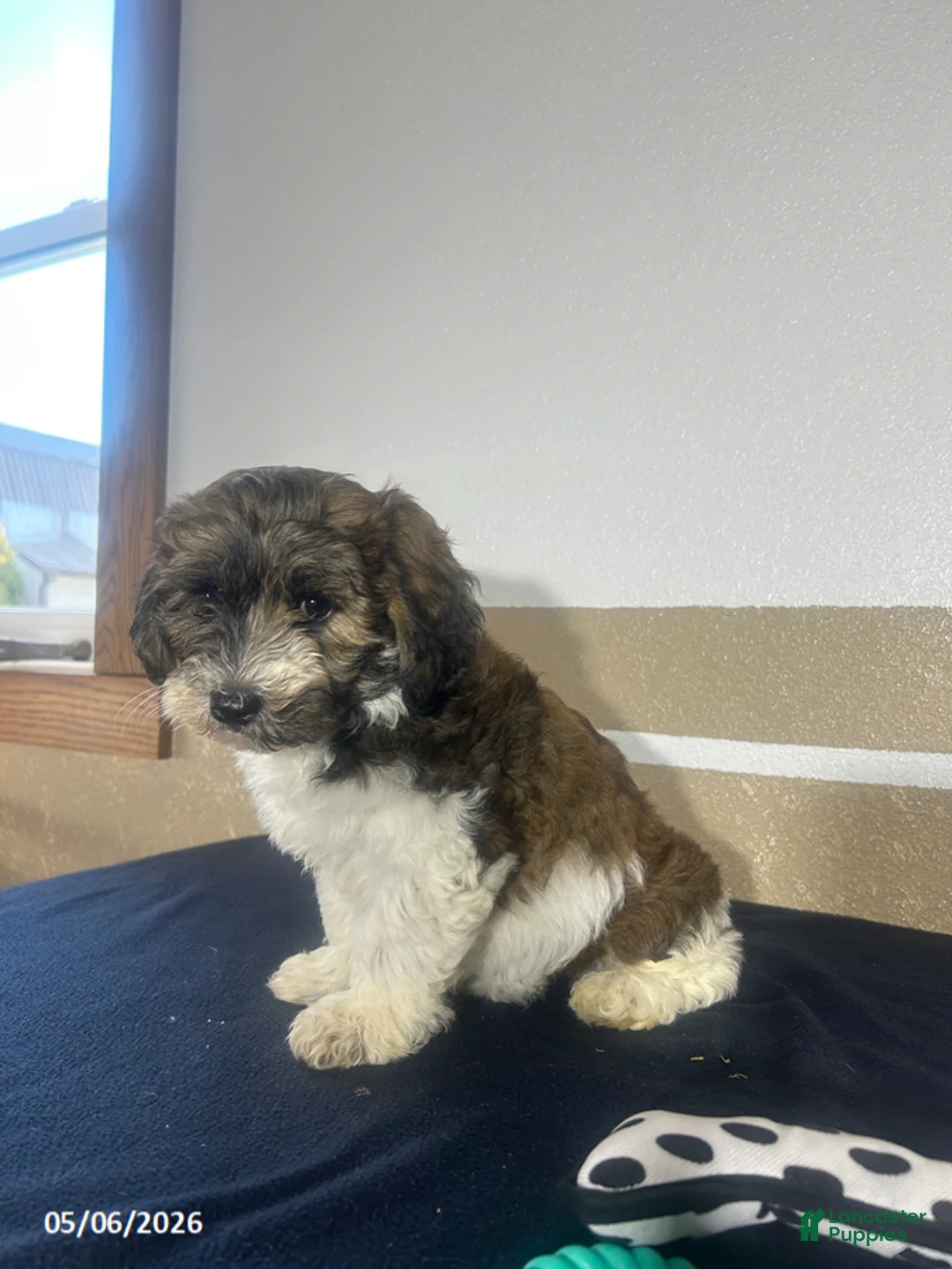 Havapoo dogs for sale: Blake - Ad 2