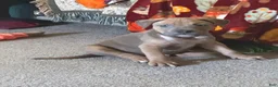 American Bully dogs for sale: American Bully 1 - Ad 3