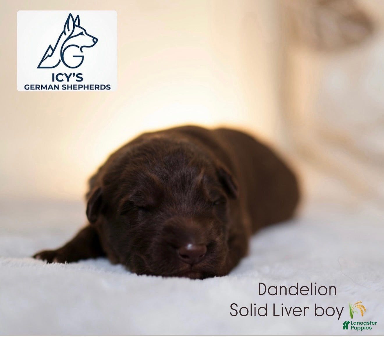 German Shepherd dogs for sale: Dandelion - Solid Liver Male  - Ad 2